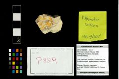 Foto (Objekt + Etikett) von Pithonoton rusticum (Patrulius, 1966)  (NHMW-GEO-2014-0194-0829)
